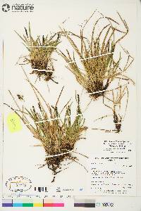 Carex scirpoidea image