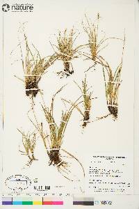 Carex scirpoidea image