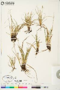 Carex scirpoidea image