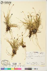 Carex scirpoidea image