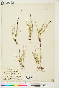 Carex scirpoidea image