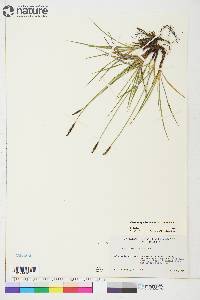 Carex scirpoidea image