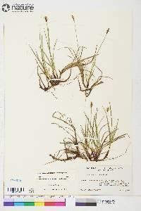 Carex scirpoidea subsp. scirpoidea image