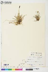 Carex scirpoidea image