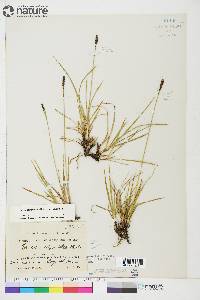 Carex scirpoidea image