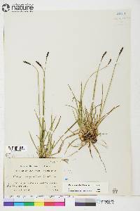 Carex scirpoidea image