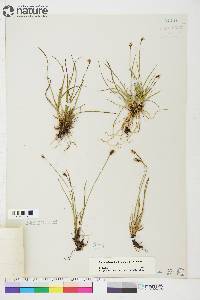 Carex scirpoidea image