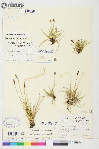 Carex scirpoidea image