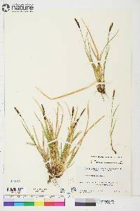 Carex scirpoidea image