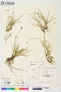 Carex scirpoidea image