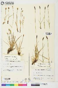 Carex scirpoidea image