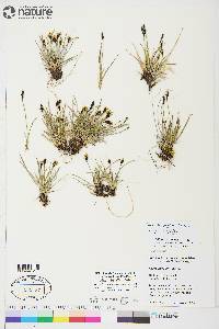 Carex scirpoidea subsp. scirpoidea image