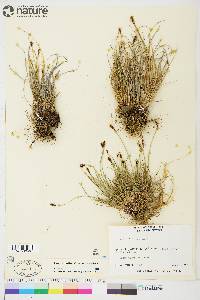 Carex scirpoidea image