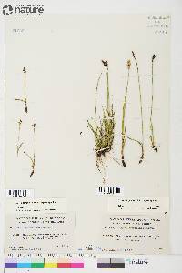 Carex scirpoidea image