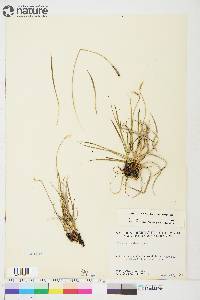 Carex scirpoidea image