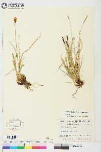 Carex scirpoidea image