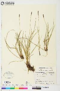 Carex scirpoidea image