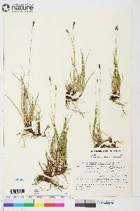 Carex scirpoidea image