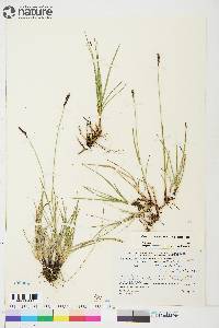 Carex scirpoidea image