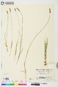 Carex scirpoidea image