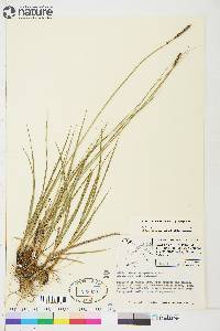 Carex scirpoidea image