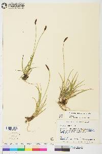 Carex scirpoidea subsp. scirpoidea image