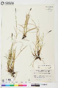 Carex scirpoidea subsp. scirpoidea image