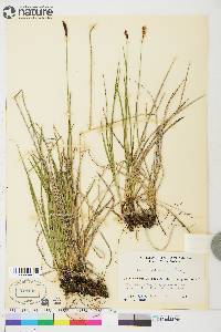 Carex scirpoidea subsp. scirpoidea image