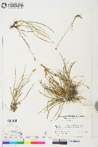 Carex scirpoidea image