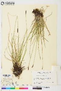 Carex scirpoidea subsp. scirpoidea image