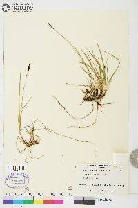 Carex scirpoidea subsp. scirpoidea image