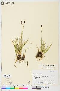 Carex scirpoidea image