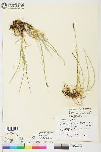 Carex scirpoidea image