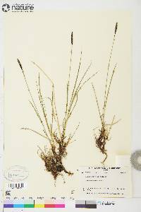 Carex scirpoidea subsp. scirpoidea image