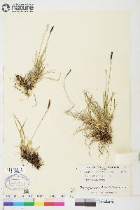 Carex scirpoidea image