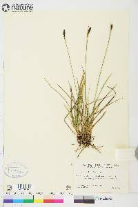 Carex scirpoidea image