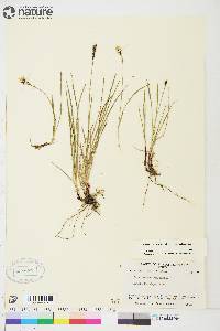 Carex scirpoidea image