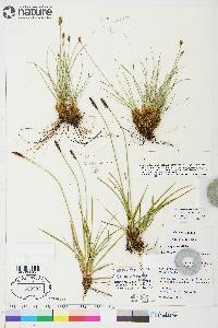 Carex scirpoidea subsp. scirpoidea image