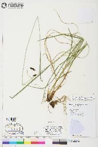 Carex spectabilis image