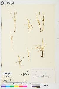 Carex subspathacea image