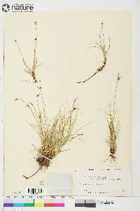 Carex supina subsp. spaniocarpa image