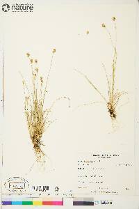 Carex tenuiflora image