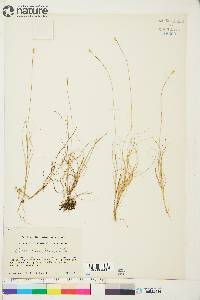 Carex tenuiflora image