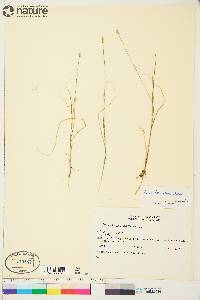 Carex tenuiflora image