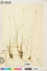 Carex tenuiflora image