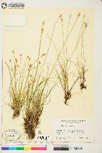 Carex tenuiflora image