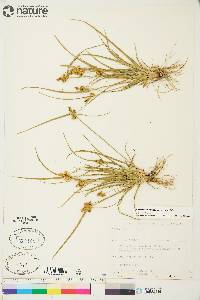 Carex viridula image