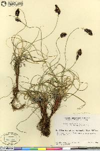 Carex sabulosa image