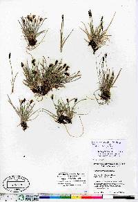 Carex scirpoidea image