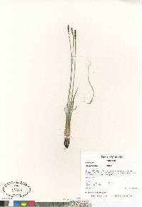 Carex scirpoidea image